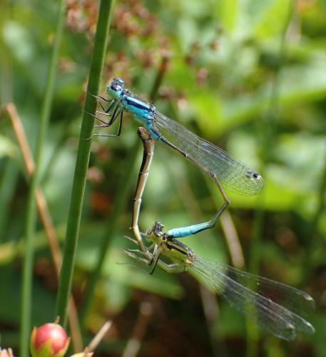 Ischnura elegans